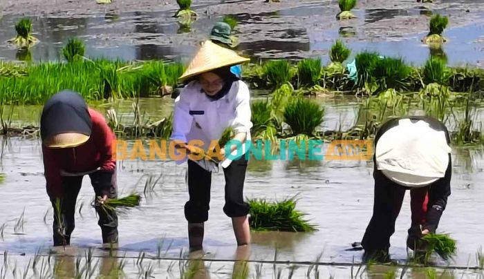 Tanam Padi di Kelurahan Ngampel, Wali Kota Kediri Dukung Program Presiden Prabowo Tanam Padi di Kelurahan Ngampel, Wali Kota Kediri Dukung Program Presiden Prabowo