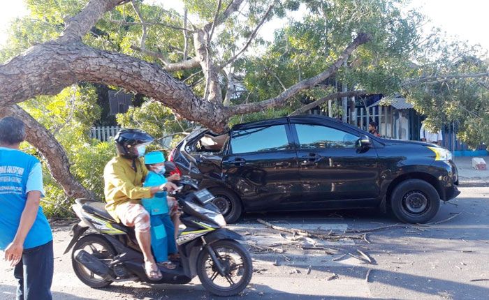 Berhenti di Traffic Light, Minibus Berpenumpang Bayi 2 Bulan Tertimpa Pohon