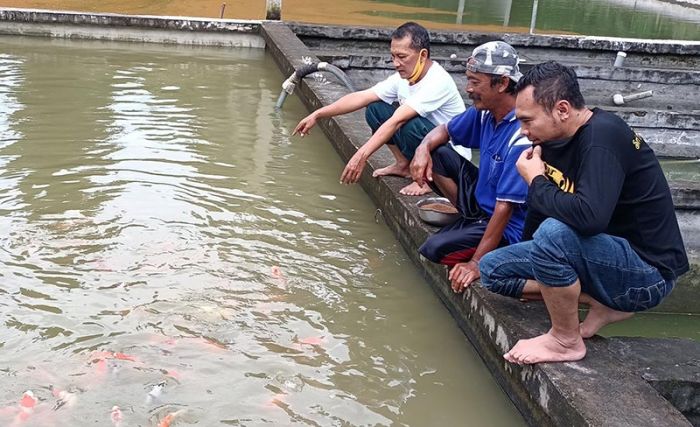 Ada yang Harga Rp 4,5 Juta per Ekor, Bisnis Koi di Kediri Tak Terdampak Covid-19 Ada yang Harga Rp 4,5 Juta per Ekor, Bisnis Koi di Kediri Tak Terdampak Covid-19