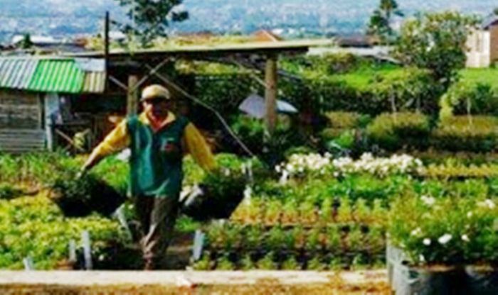 Gandeng JTP Grup, Desa Bumiaji Kota Batu Bakal Miliki Wisata Bunga Gandeng JTP Grup, Desa Bumiaji Kota Batu Bakal Miliki Wisata Bunga
