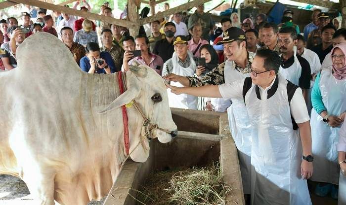 Kebutuhan Hewan Kurban Jatim 426 Ekor, Adhy Pastikan Bebas PMK dan LSD Kebutuhan Hewan Kurban Jatim 426 Ekor, Adhy Pastikan Bebas PMK dan LSD