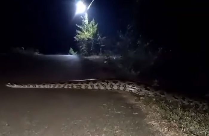 Detik-Detik Ular Sepanjang 7 Meter Melintas di Jalan Desa Tumbrasanom Bojonegoro Detik-Detik Ular Sepanjang 7 Meter Melintas di Jalan Desa Tumbrasanom Bojonegoro