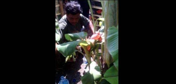 Pisang Aneh, Masih Tunas Sudah Berbuah Pisang Aneh, Masih Tunas Sudah Berbuah