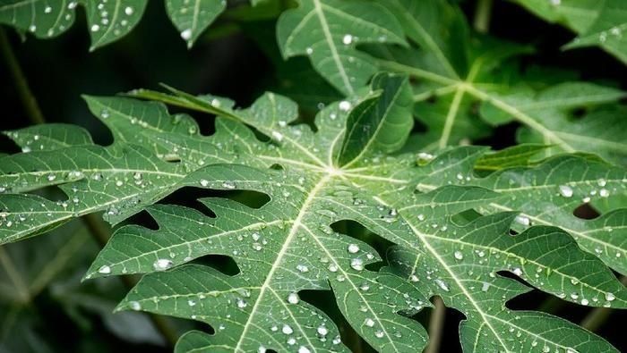 Daun Pepaya dapat Hilangkan Aroma Amis Pada Daging? Berikut Cara Mengolah Daging yang Tepat Daun Pepaya dapat Hilangkan Aroma Amis Pada Daging? Berikut Cara Mengolah Daging yang Tepat