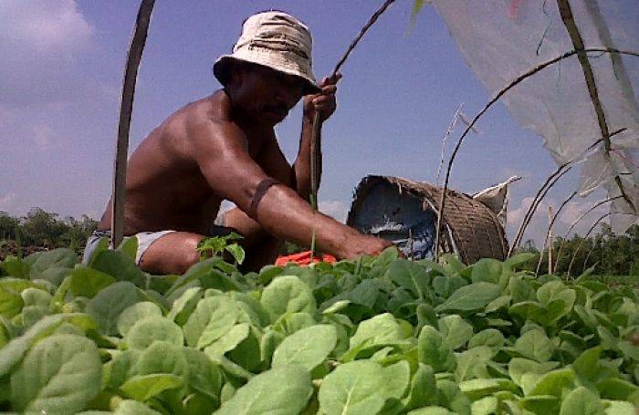 Elnino Lemah, Petani Tembakau Di Bojonegoro Berkurang