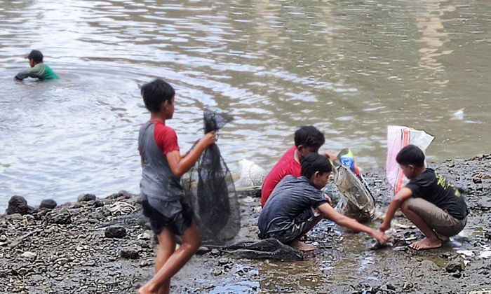 Ratusan Warga Ikut Tradisi Gropyok Ikan di Sumber Jembangan Kediri