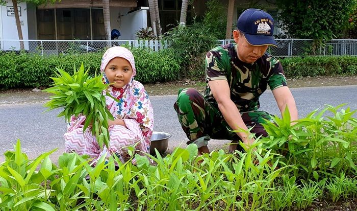 Dukung Ketahanan Pangan, Prajurit Lantamal VI Tanam Sayur di Halaman Rumah Dukung Ketahanan Pangan, Prajurit Lantamal VI Tanam Sayur di Halaman Rumah