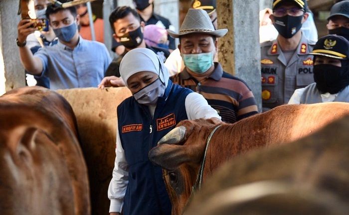 Komitmen Khofifah dalam Swasembada Pangan, Populasi Sapi dan Ayam Petelur Jatim Tertinggi