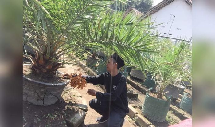 Waaah, Ada Pohon Kurma Berbuah di Kediri Waaah, Ada Pohon Kurma Berbuah di Kediri