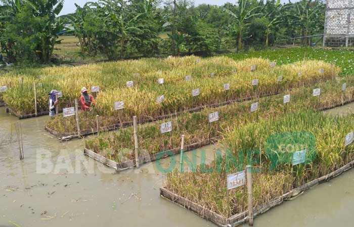 Di Bojonegoro Ada Padi Terapung, Jadi Solusi saat Sawah Kebanjiran Di Bojonegoro Ada Padi Terapung, Jadi Solusi saat Sawah Kebanjiran