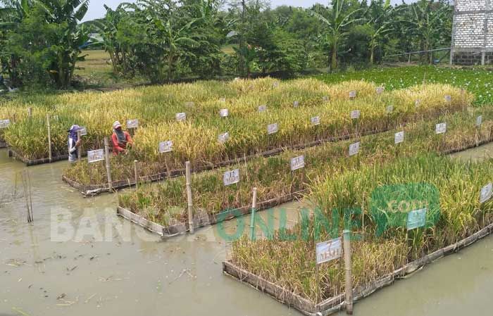 Di Bojonegoro Ada Padi Terapung, Jadi Solusi saat Sawah Kebanjiran