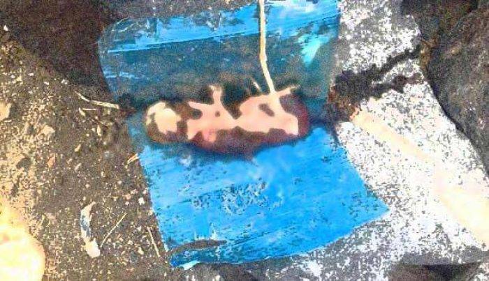 Warga Desa Mojopurno Magetan Digegerkan Bayi di Sungai Warga Desa Mojopurno Magetan Digegerkan Bayi di Sungai