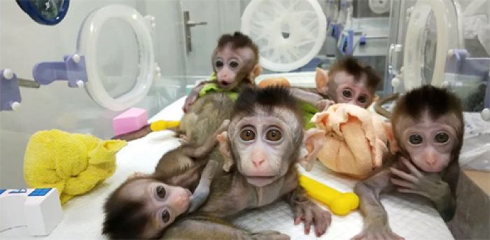 ​‘Lahirkan’ Kera dengan Gen Manusia, Ilmuan China Dihujat