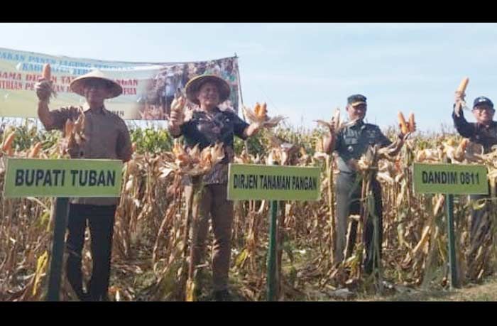 Bersama Bupati, Dirjen Tanaman Pangan Kementan RI Panen Jagung di Tambakboyo