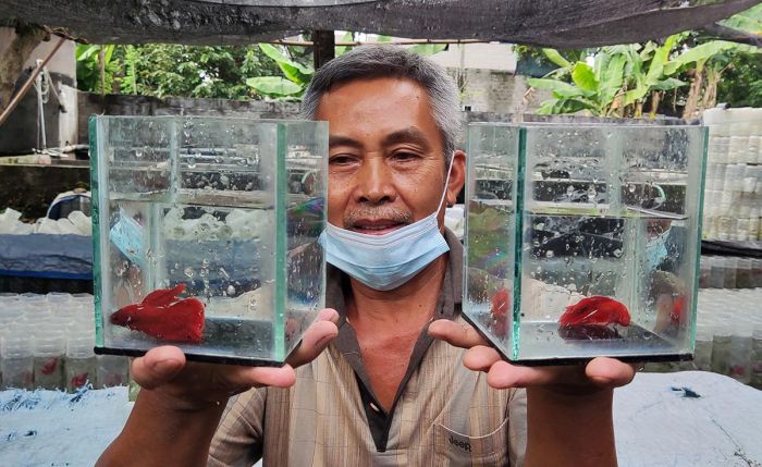 Yuk... ke Perkampungan Ikan Cupang Kediri, Abdul Mutholib Sukses Berawal dari Ikan Hias Yuk... ke Perkampungan Ikan Cupang Kediri, Abdul Mutholib Sukses Berawal dari Ikan Hias