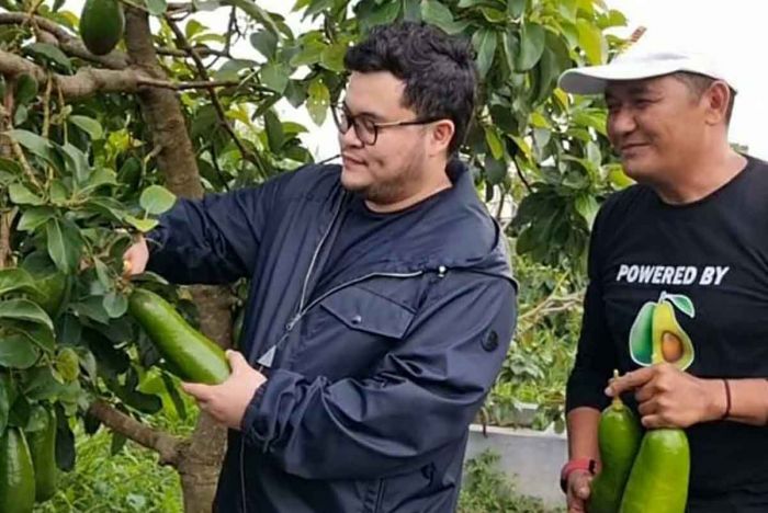 Bupati Kediri Kembangkan Alpukat Kelud Jadi Salah Satu Komoditas Unggulan Bupati Kediri Kembangkan Alpukat Kelud Jadi Salah Satu Komoditas Unggulan