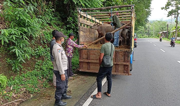 Jelang Iduladha, Polres Batu Giatkan Patroli dan Penyekatan Lalu Lintas Ternak Jelang Iduladha, Polres Batu Giatkan Patroli dan Penyekatan Lalu Lintas Ternak