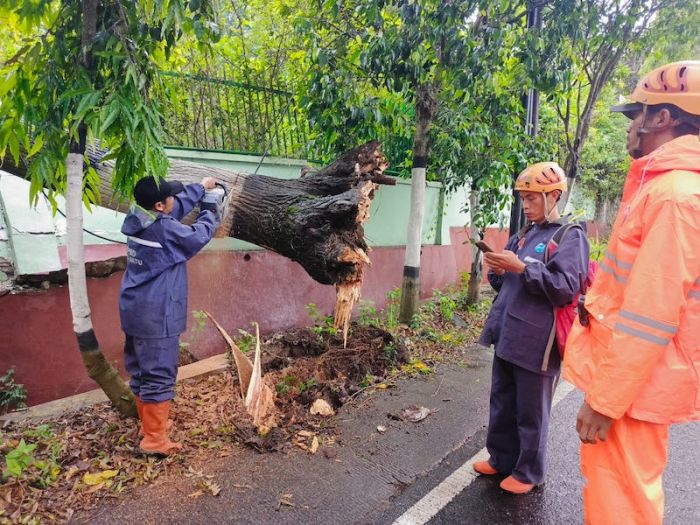 Maraknya Pohon Tumbang di Kota Batu Jadi Atensi Serius DPRD Setempat Maraknya Pohon Tumbang di Kota Batu Jadi Atensi Serius DPRD Setempat