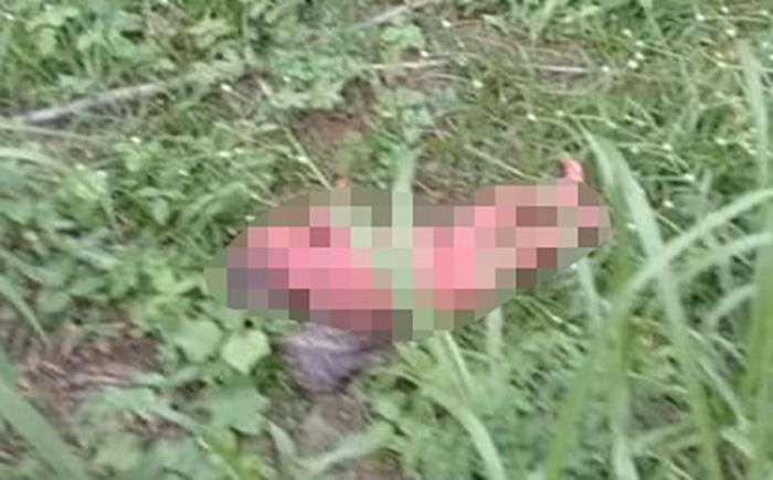 Tega Sekali, Terjadi di Kediri, Bayi Dibuang di Sawah Tega Sekali, Terjadi di Kediri, Bayi Dibuang di Sawah