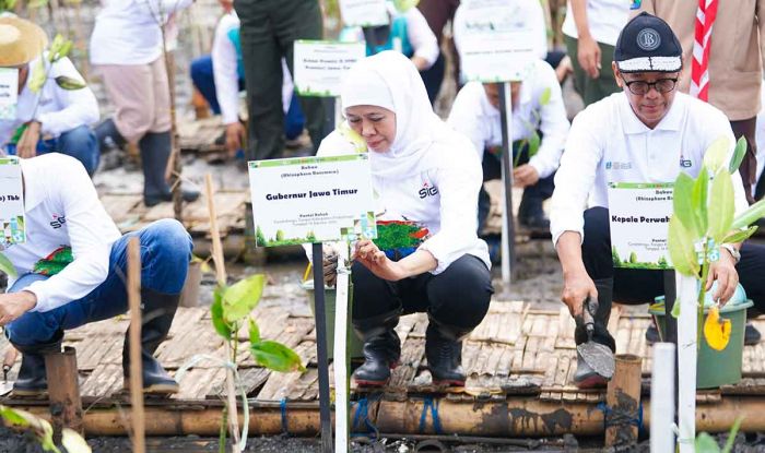 Khofifah Dorong Rehabilitasi Mangrove Jadi Strategi Ekonomi Biru Berkelanjutan Khofifah Dorong Rehabilitasi Mangrove Jadi Strategi Ekonomi Biru Berkelanjutan