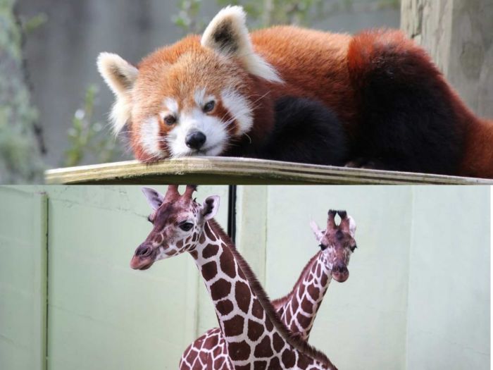 Kerja Sama International Breeding Program, JTP 2 Kenalkan Satwa Baru: Red Panda dan Jerapah Kerja Sama International Breeding Program, JTP 2 Kenalkan Satwa Baru: Red Panda dan Jerapah