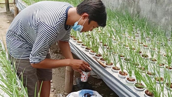 Berkah WFH, Pegawai Bank di Kediri Sukses Bertani Bawang Merah Secara Hidroponik Berkah WFH, Pegawai Bank di Kediri Sukses Bertani Bawang Merah Secara Hidroponik