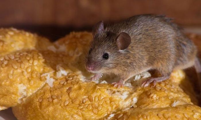 Musim Hujan, Dinkes Ingatkan Warga Waspadai Leptospirosis Musim Hujan, Dinkes Ingatkan Warga Waspadai Leptospirosis
