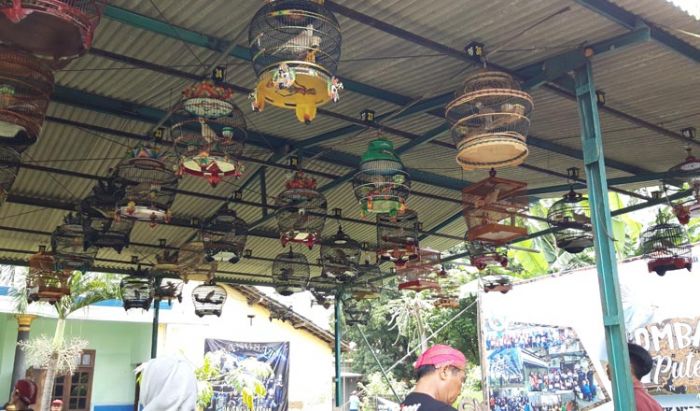 Rekor MURI Lomba Puter Pelung Secara Serempak di Kota Terbanyak Rekor MURI Lomba Puter Pelung Secara Serempak di Kota Terbanyak