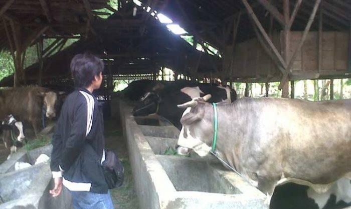 Disnakkan Bojonegoro Minta Peternak yang Terdampak Banjir segera Periksakan Hewannya Disnakkan Bojonegoro Minta Peternak yang Terdampak Banjir segera Periksakan Hewannya