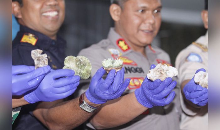Penyelundupan Live Coral (Karang Hidup) Senilai Ratusan Juta Digagalkan Bea Cukai Juanda Penyelundupan Live Coral (Karang Hidup) Senilai Ratusan Juta Digagalkan Bea Cukai Juanda