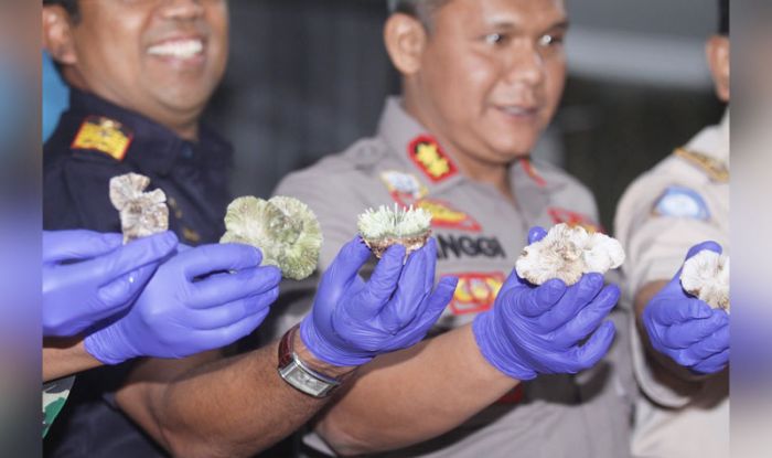 Penyelundupan Live Coral (Karang Hidup) Senilai Ratusan Juta Digagalkan Bea Cukai Juanda