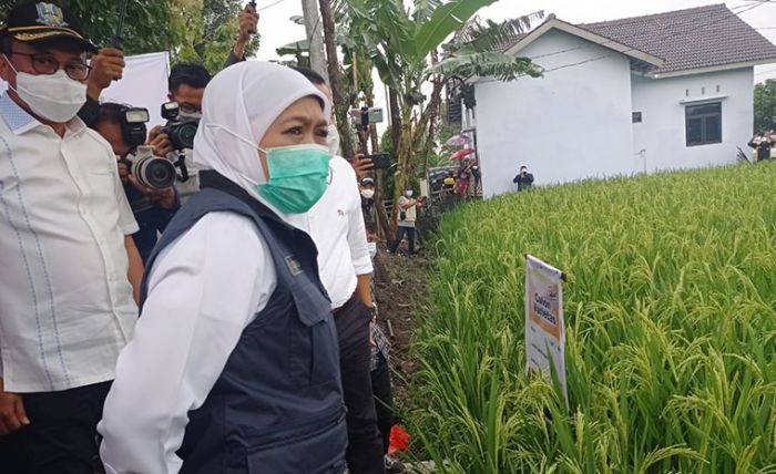 Bupati Sugiri Kenalkan Padi Varietas Super ke Gubernur Jatim, 1 Hektare Panen Hingga 16 Ton Bupati Sugiri Kenalkan Padi Varietas Super ke Gubernur Jatim, 1 Hektare Panen Hingga 16 Ton