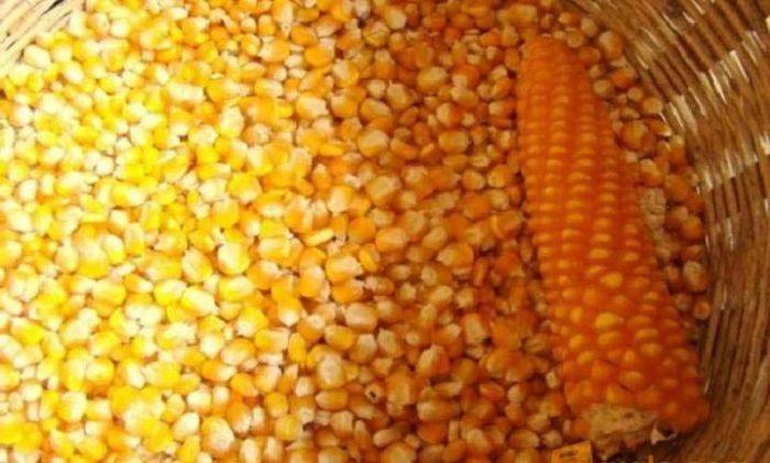 Harga Jagung Naik, Bulog Jember Bersyukur