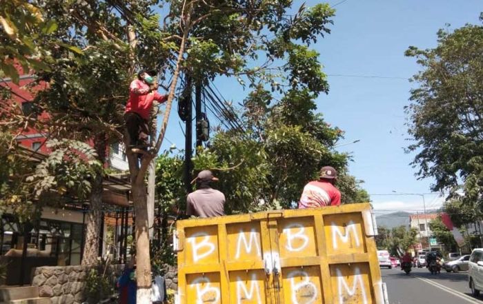 DPUPR Kota Batu Mulai Lakukan Perantingan Pohon