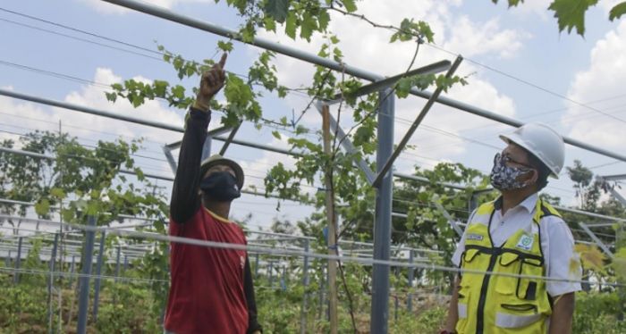 SIG Kerja Sama dengan Balitjestro Kementan, Budidaya Anggur di Green Belt Pabrik Tuban SIG Kerja Sama dengan Balitjestro Kementan, Budidaya Anggur di Green Belt Pabrik Tuban