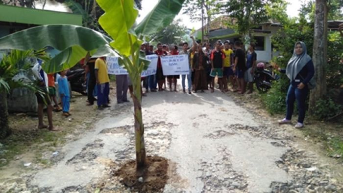 Tak Kunjung Diperbaiki, Warga Lima Dusun di Pamekasan Gelar Aksi Tanam Pohon Pisang di Jalan