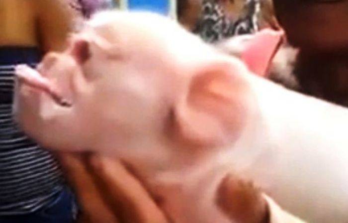 Babi Lahirkan ‘Kera’ karena Terkontaminasi Pencemaran Babi Lahirkan ‘Kera’ karena Terkontaminasi Pencemaran