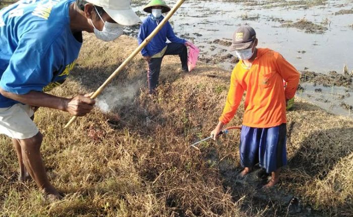 Polsek Kedunggalar Awasi Protokol Kesehatan Saat Warga Gropyokan Tikus Polsek Kedunggalar Awasi Protokol Kesehatan Saat Warga Gropyokan Tikus