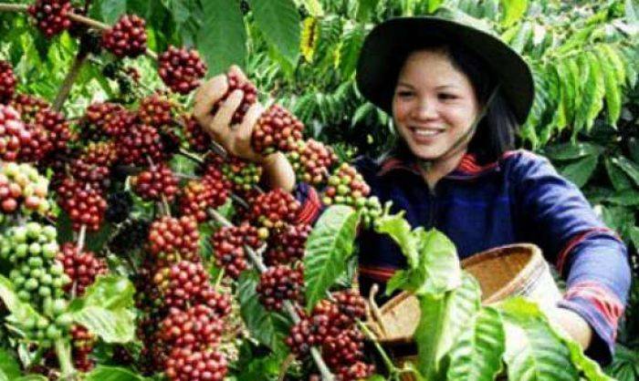 Rupiah Melemah, Ekonomi Petani Kopi di Bondowoso Meningkat Rupiah Melemah, Ekonomi Petani Kopi di Bondowoso Meningkat