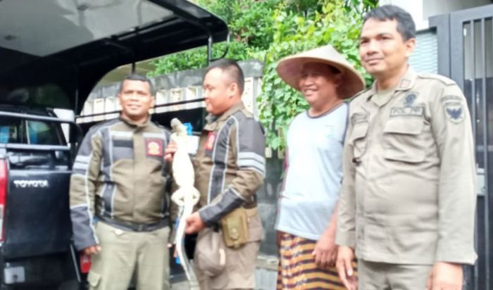 Dikira Ular, Warga Kediri ini Lapor ke Satpol PP, Ternyata Seekor Biawak Dikira Ular, Warga Kediri ini Lapor ke Satpol PP, Ternyata Seekor Biawak