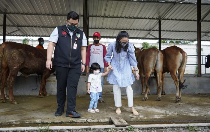 Keseruan Bupati Kediri Saat Ajak Putrinya ke Kandang Sapi Keseruan Bupati Kediri Saat Ajak Putrinya ke Kandang Sapi