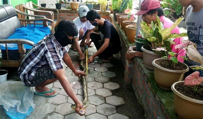 Masuk Rumah, Ular Sanca Kembang 2 Meter Lebih Hebohkan Warga Tosaren Kota Kediri