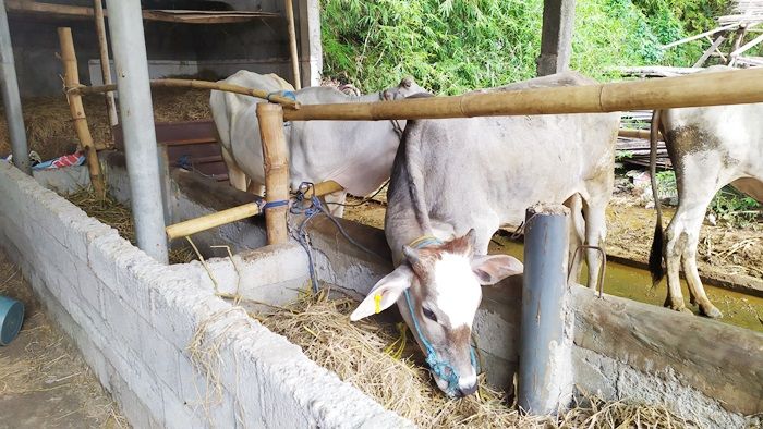 Perangkat dan Kerabat Kades Dapat Bagian, Bantuan Sapi Hibah di Jombang Dirasa Tak Tepat Sasaran Perangkat dan Kerabat Kades Dapat Bagian, Bantuan Sapi Hibah di Jombang Dirasa Tak Tepat Sasaran