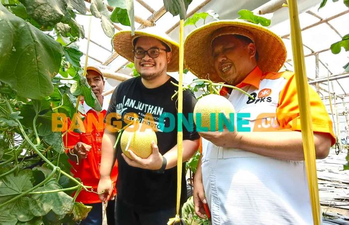 Bersama Ketua DPW PKS Jatim, Mas Dhito Panen Melon di Greenhouse Kandat Bersama Ketua DPW PKS Jatim, Mas Dhito Panen Melon di Greenhouse Kandat