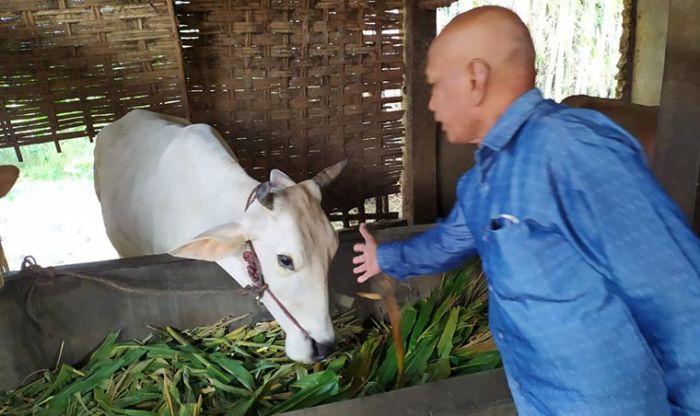 Ini Terjadi di Jombang! Enam Ekor Sapi Limosin Raib dalam Semalam