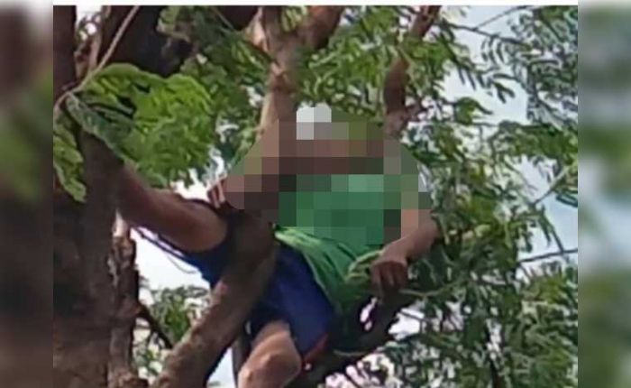 Cari Ramban Pete untuk Ternak, Pria Desa Jiyu Mojokerto Tewas Kesetrum di Atas Pohon Cari Ramban Pete untuk Ternak, Pria Desa Jiyu Mojokerto Tewas Kesetrum di Atas Pohon