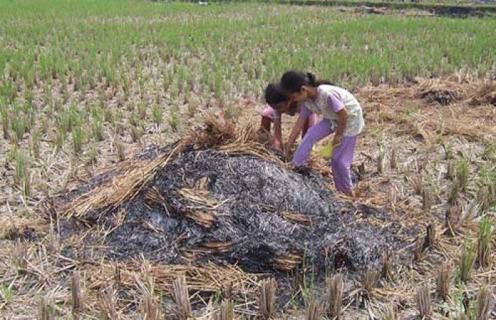 Petani Gagal Panen akan Dapat Asuransi