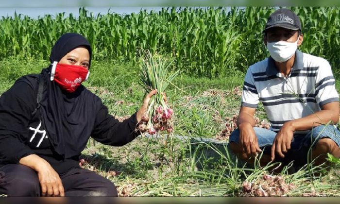 ​Diserang Gerandong dan Ulat Tentara, Petani Bawang Merah Panen Lebih Awal