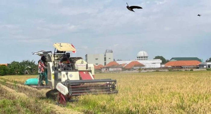 Jaga Stabilitas Harga Panen 2026, Bulog Kediri Serap 409 Ton Gabah