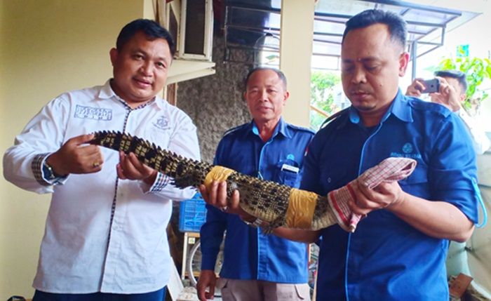 BBKSDA Jatim Sita Buaya Muara dan Ular Piton Peliharaan Warga di Kota Blitar BBKSDA Jatim Sita Buaya Muara dan Ular Piton Peliharaan Warga di Kota Blitar